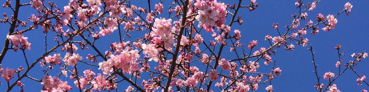 -春-　上井出の桜並木
